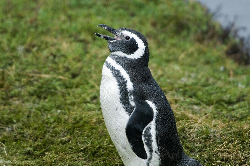 20071214 110834 D200 (1) 3900x2600.jpg - March of the Penguins, Otway Sound, Puntas Arenas, Chile